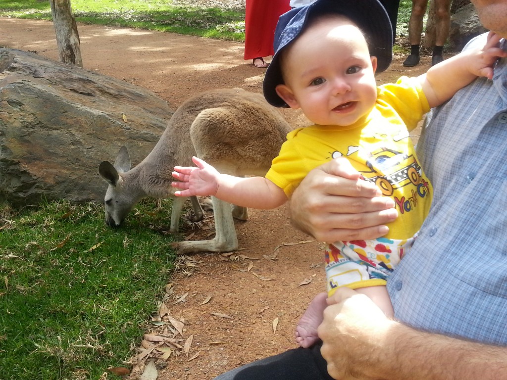 Baby Quincy meets a kangaroo!